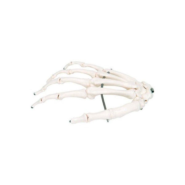 3B Anatomical Model - Loose Bones, Hand Skeleton, Right